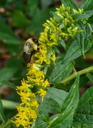 30th Sep 2022 - Bee in the goldenrod