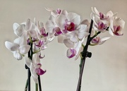 30th Sep 2022 - Orchid 