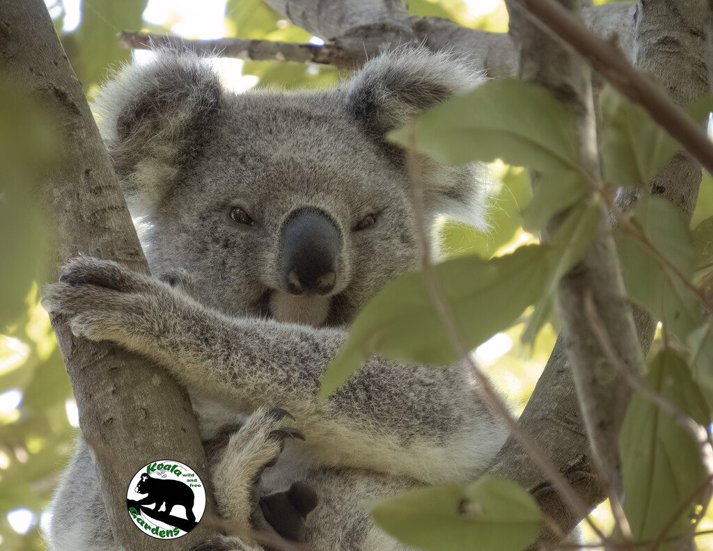Olivia by koalagardens