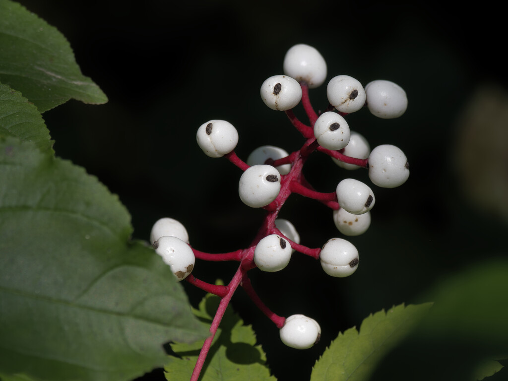 white baneberry by rminer