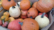 30th Sep 2022 - Pumpkins For Sale!