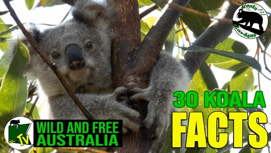 30th Sep 2022 - Everything koala!