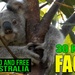 Everything koala!