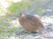 27th Jul 2022 - Hard to sneak up on these Quail 