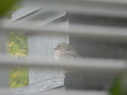 30th Sep 2022 - Finch on Front Porch 9.