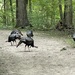 Wild turkeys by kdrinkie