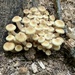 Mushrooms… by kdrinkie