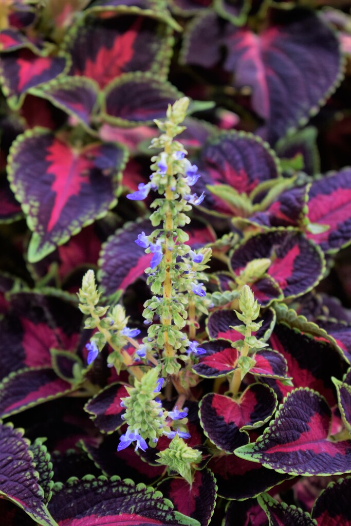 Blooming Coleus by sandlily