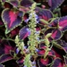 Blooming Coleus by sandlily