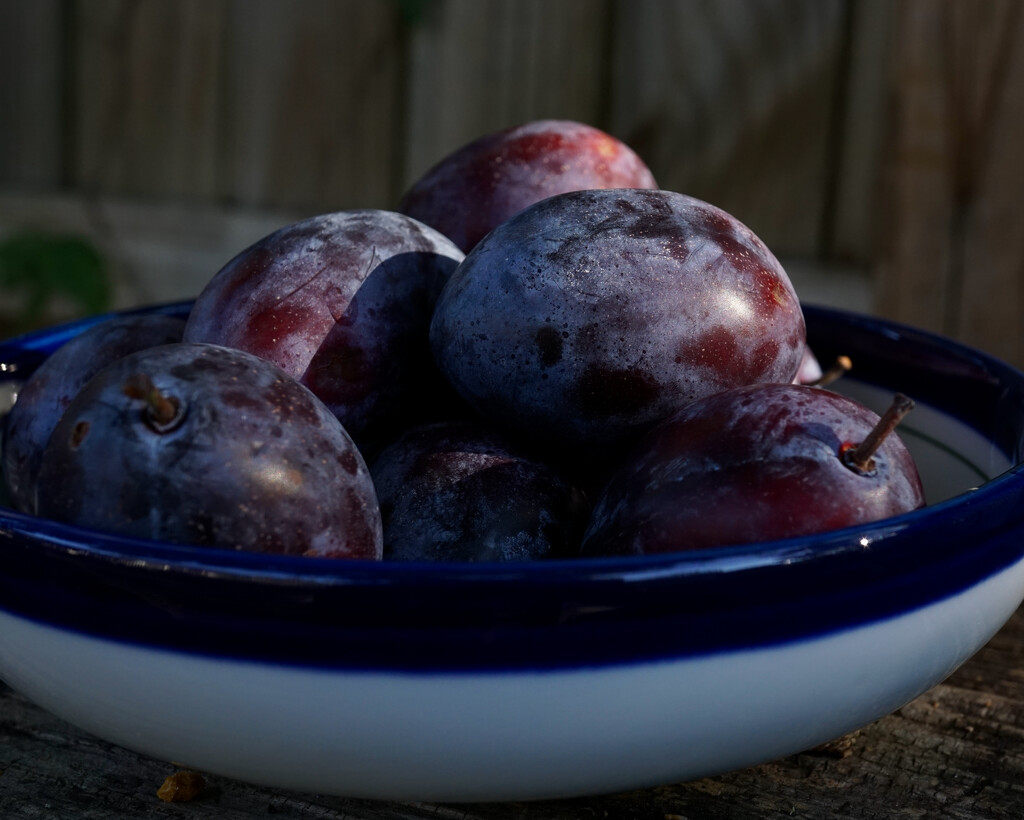 Italian prune plums by eudora