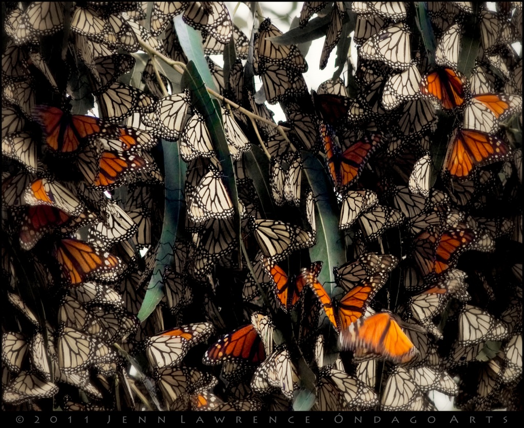 Monarch Migration by aikiuser