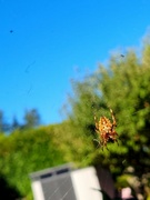 19th Sep 2022 - Pretty Spider
