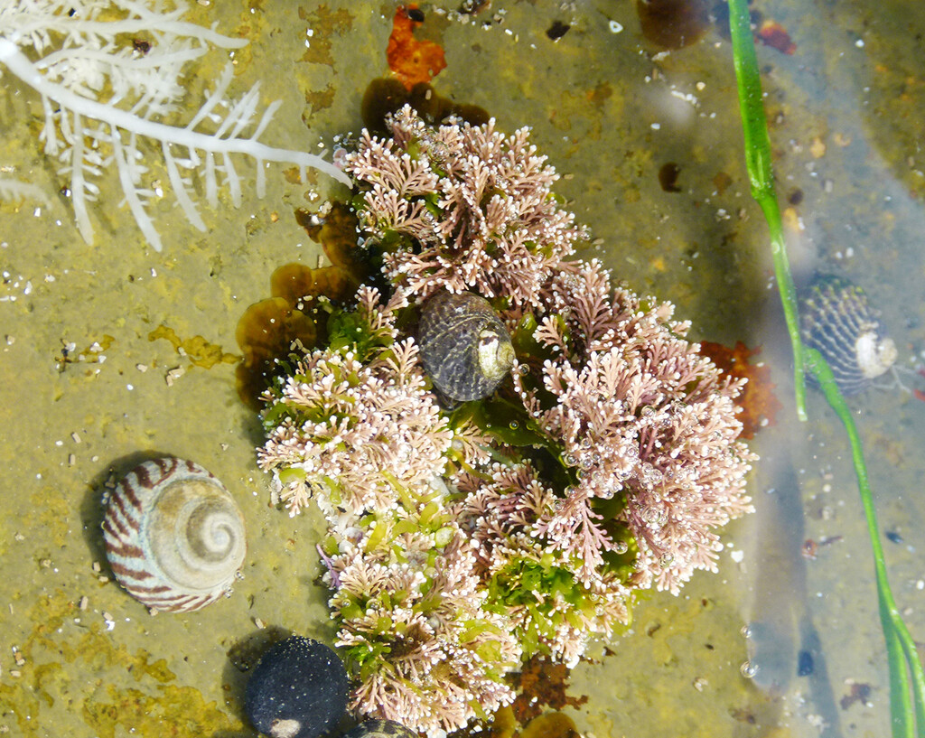 Coralline Algae  by onewing