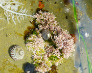 1st Oct 2022 - Coralline Algae 