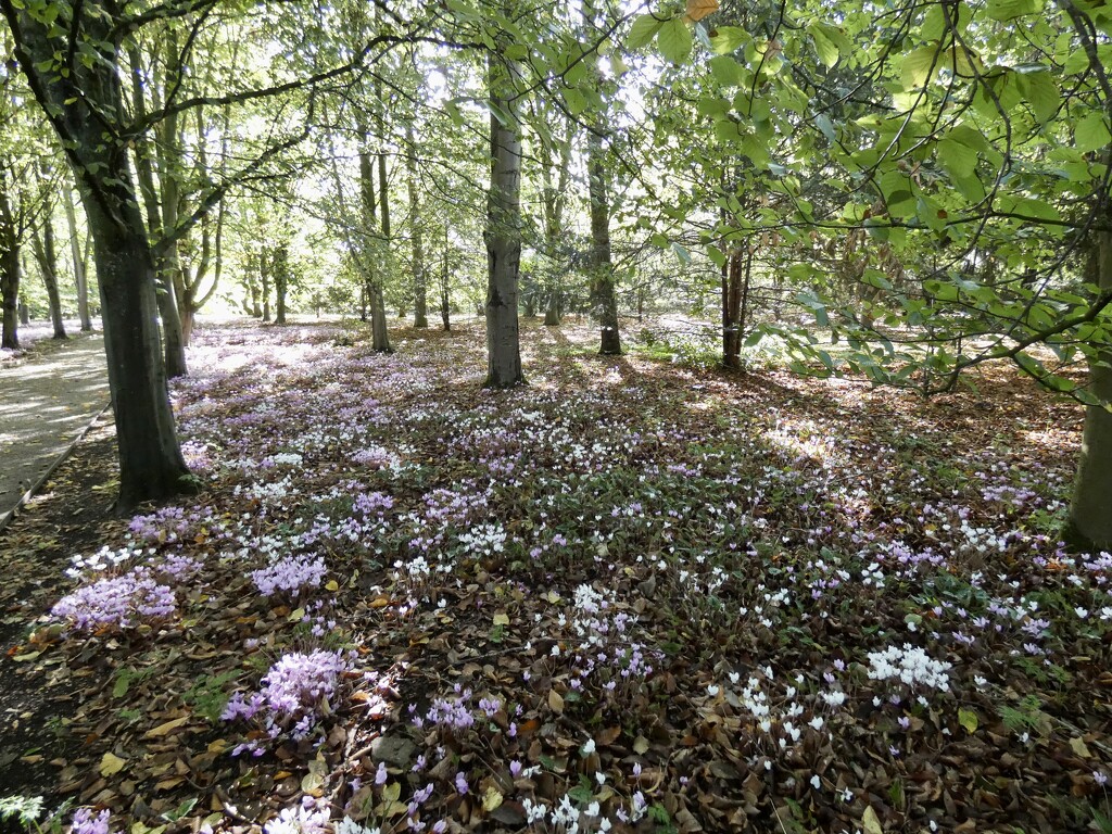 Carpet of Cyclamen  by foxes37