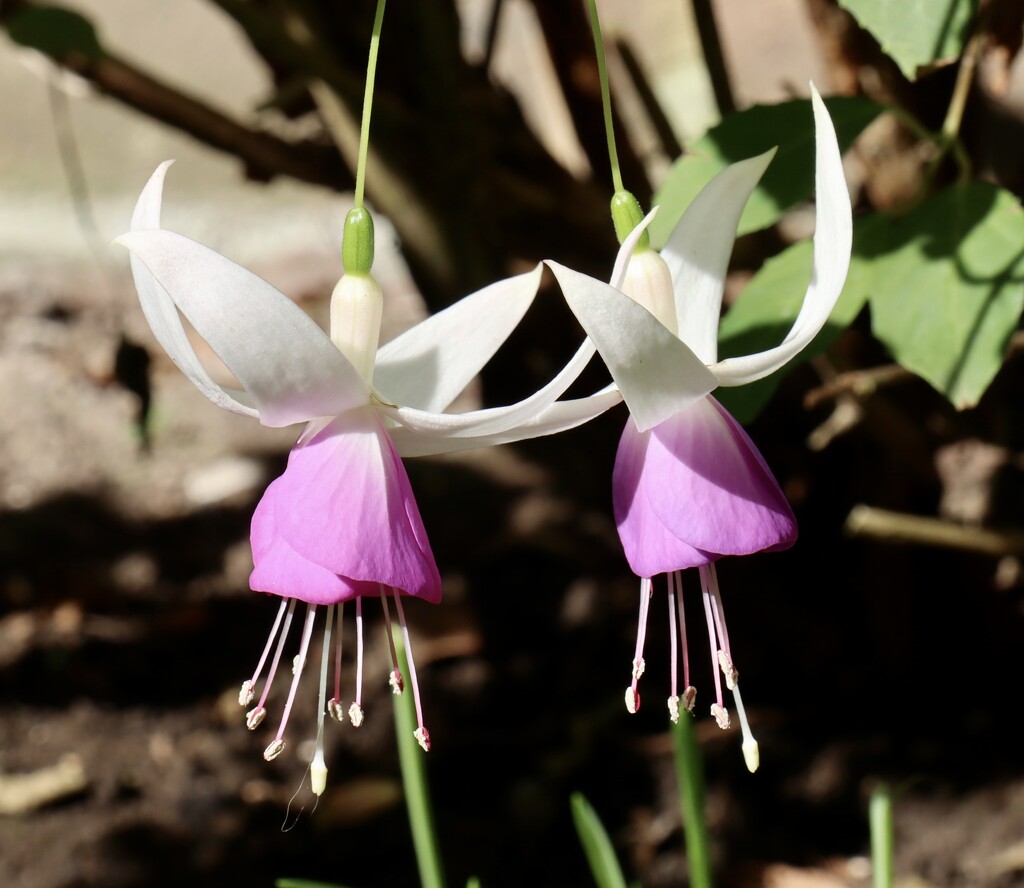 Delicate fuchsia by jeremyccc