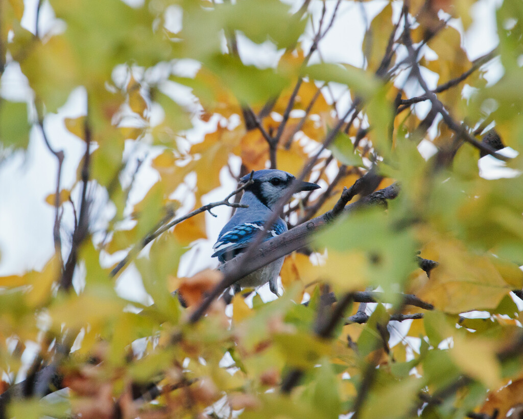 autumn bluejay by aecasey