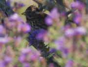 1st Oct 2022 - Song Sparrow 