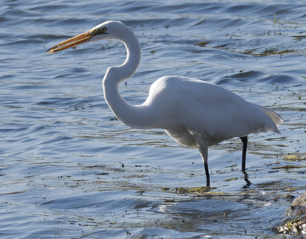 great egret with a fish by rminer