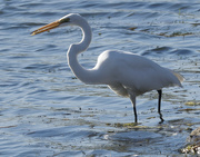 1st Oct 2022 - great egret with a fish