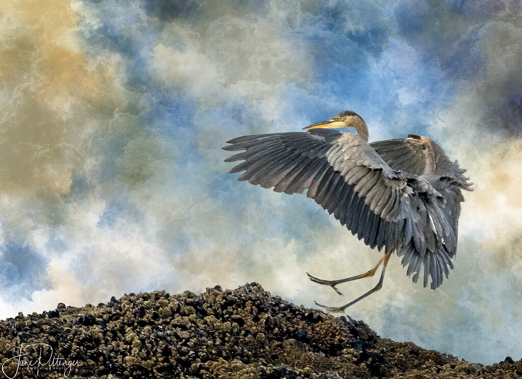 Heron for Homemade Textures  by jgpittenger
