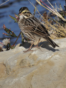 1st Oct 2022 - savannah sparrow 