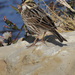 savannah sparrow  by rminer