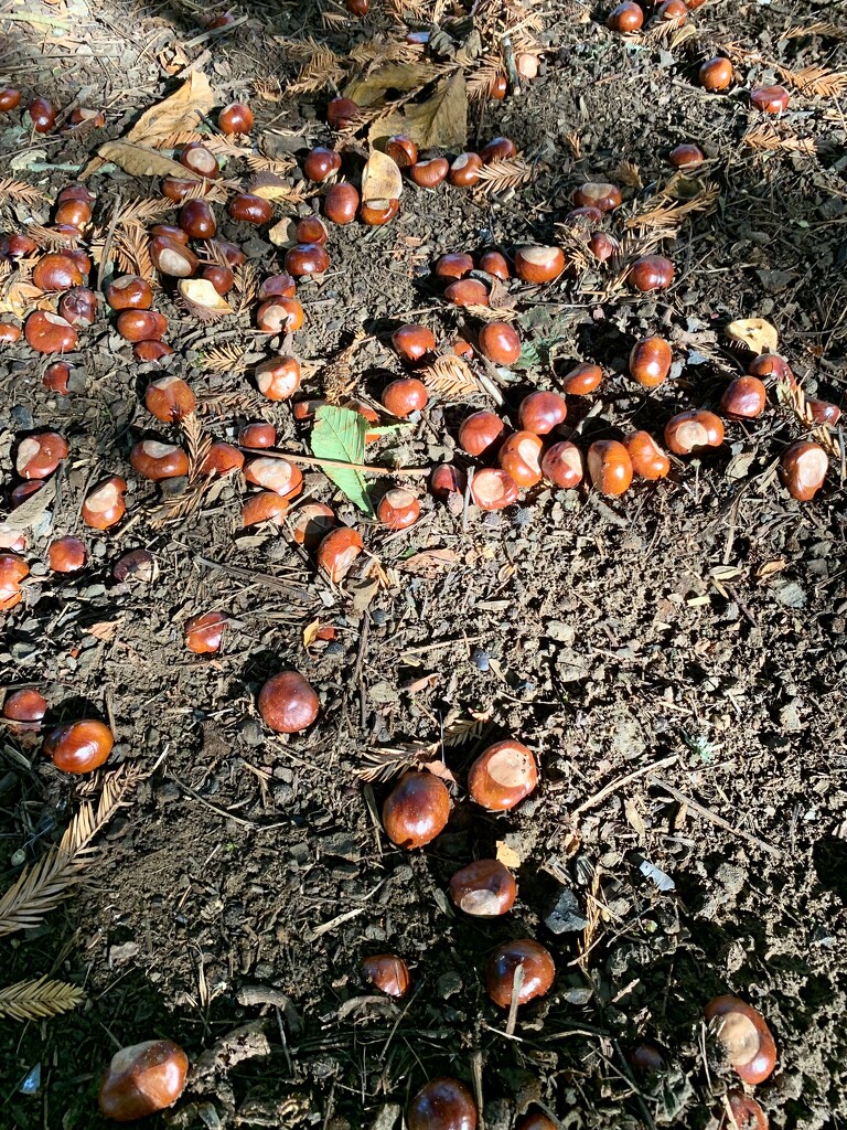 So many conkers! by pamknowler
