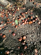 1st Oct 2022 - So many conkers!