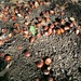 So many conkers!