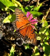 1st Oct 2022 - Monarch Butterfly 