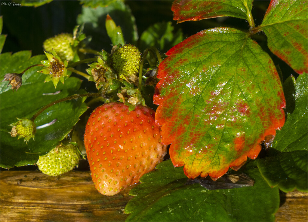 Wet Strawberry by pcoulson