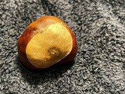 22nd Sep 2022 - 2022-09-22 Conker
