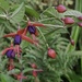 Climing Fuchsia by tonygig