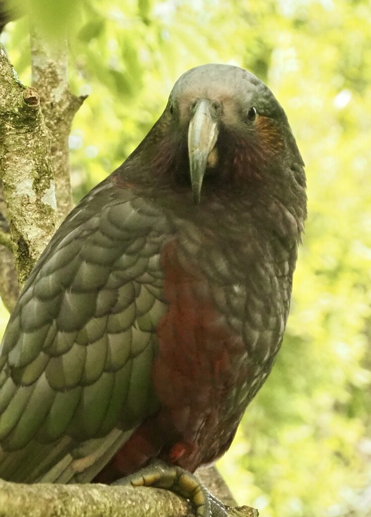Kaka NZ native belong to parrot group this taken at Mt Bruce Bird sanctuary  by Dawn