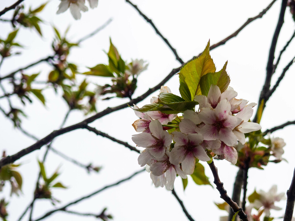 Spring blossoms 2 by christinav