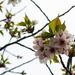 Spring blossoms 2 by christinav
