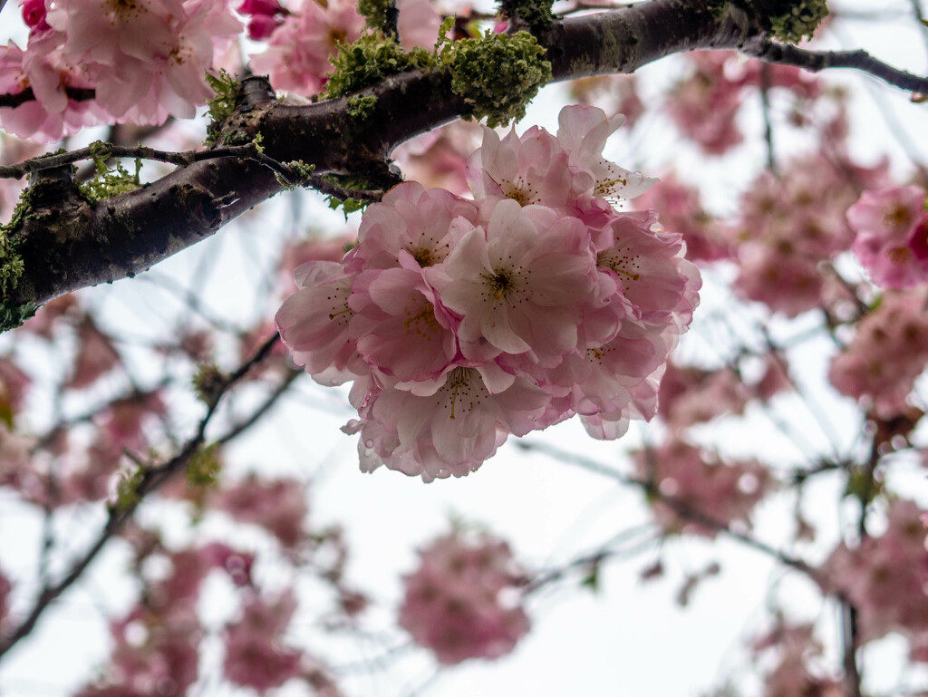 Spring blossoms 1 by christinav