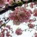 Spring blossoms 1 by christinav