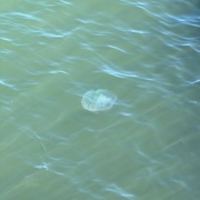 1st Oct 2022 - A jellyfish
