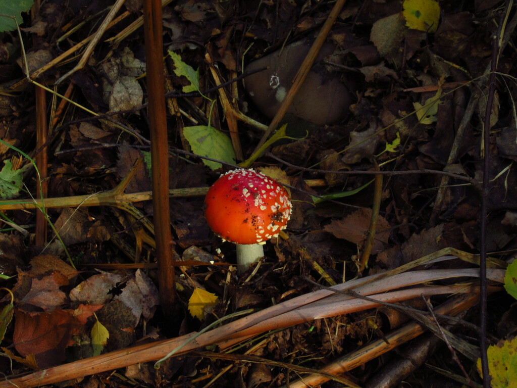 Fly Agaric! by anniesue