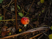 1st Oct 2022 - Fly Agaric!
