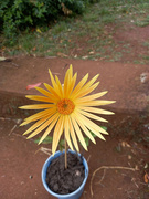 2nd Oct 2022 - Single Orang Gerbera flower