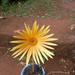 Single Orang Gerbera flower by kerenmcsweeney