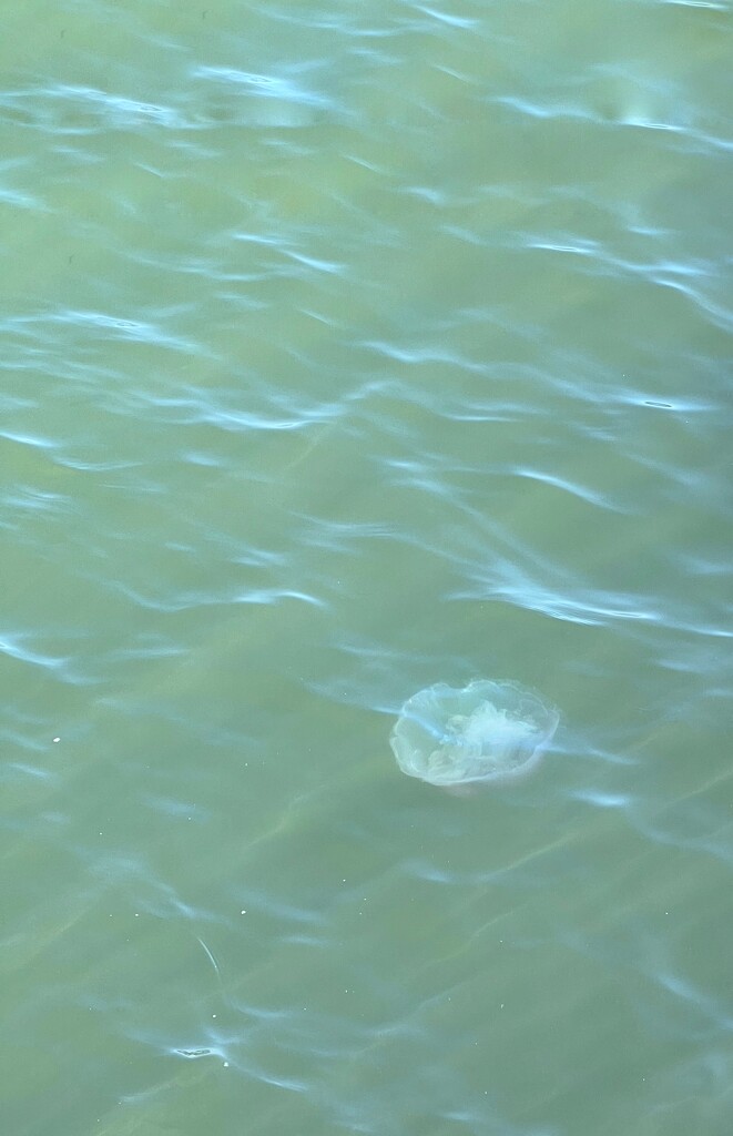 Jellyfish recomposed by shutterbug49