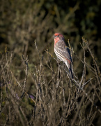 1st Oct 2022 - House Finch
