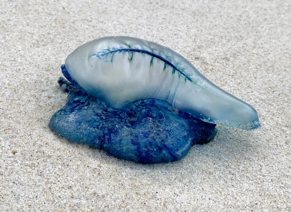 Bluebottle jellyfish by bugsy365