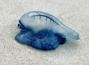 2nd Oct 2022 - Bluebottle jellyfish