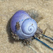 Purple shell