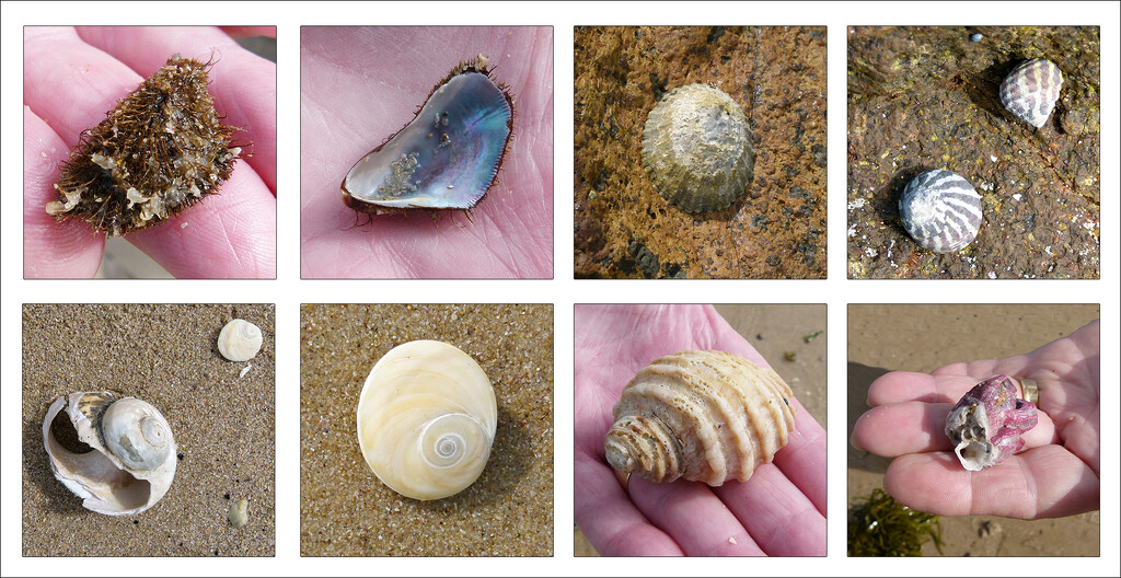 Shell Collage by onewing